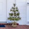 24 Inch Tabletop Pine Christmas Tree with Burlap Base Rustic Holiday Decor